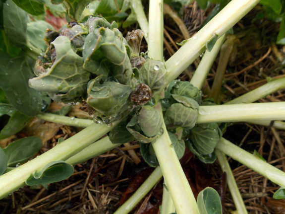 Topped Brussels sprout