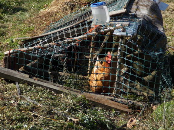 Chicken tractor