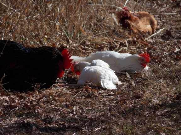 Sunbathing chickens