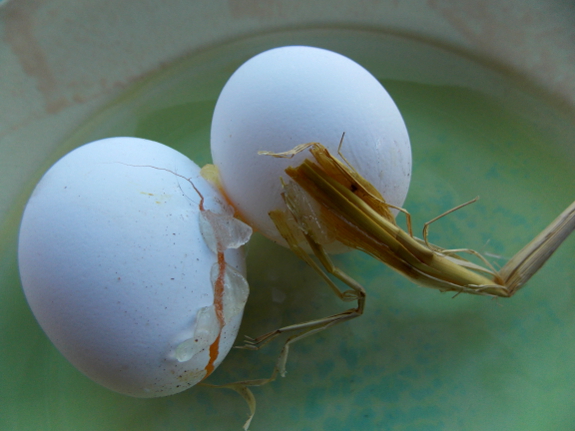 Frozen eggs