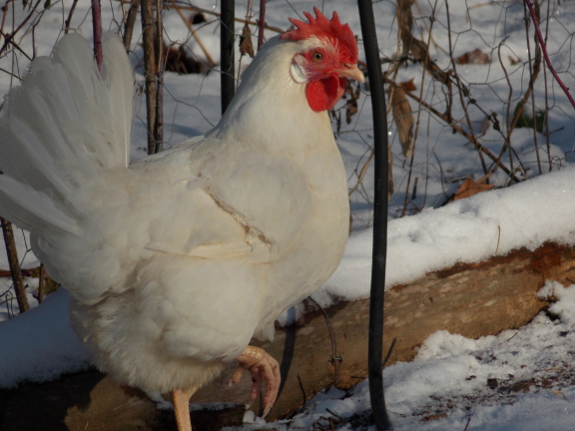 Leghorn in the snow