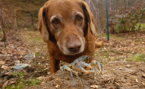Lucy looking at a crawdad or crayfish