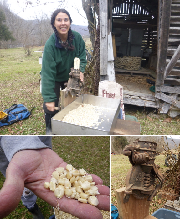 Hand-cranked corn sheller