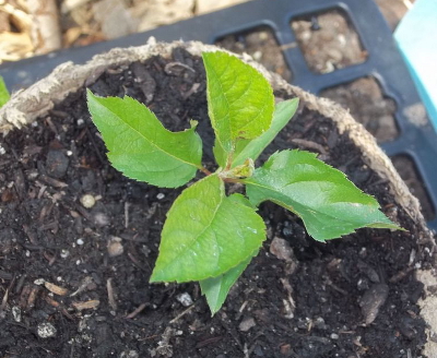 Apple seedling