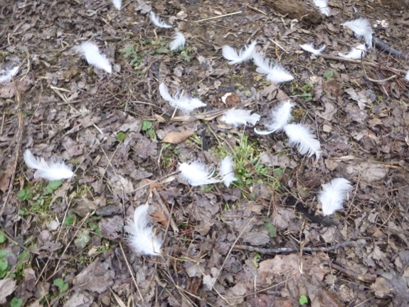 close up of feathers on the ground from a recent hawk attack!