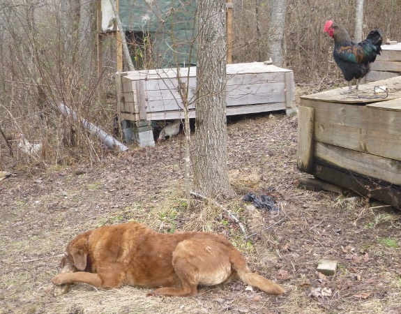 how well do roosters get along with dogs?