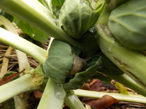 Frost-damaged brussels sprouts