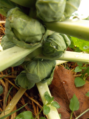 Plump brussels sprouts