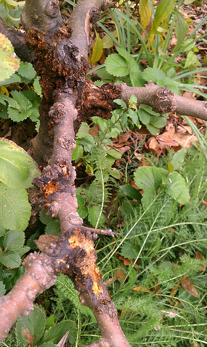 Apple burr knot