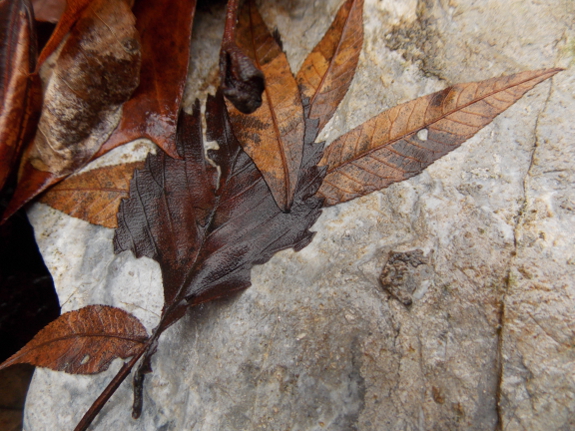 Wet leaves