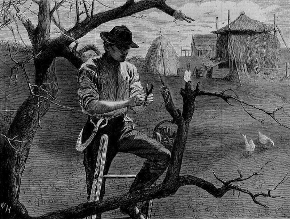 Winslow Homer grafting