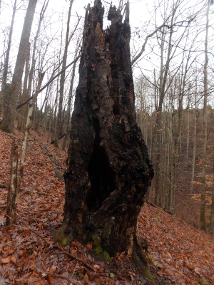 Old beech snag