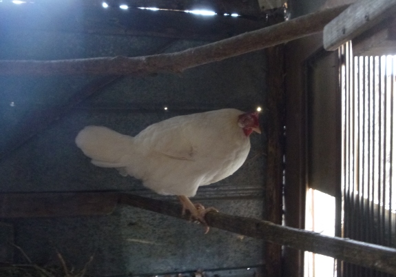 White Leghorn hen on a roost in the coop