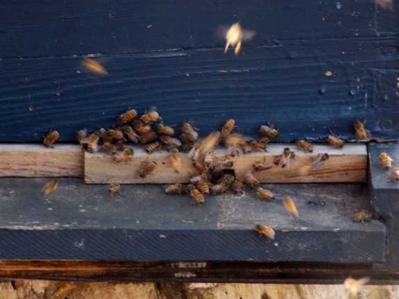 Busy bee hive