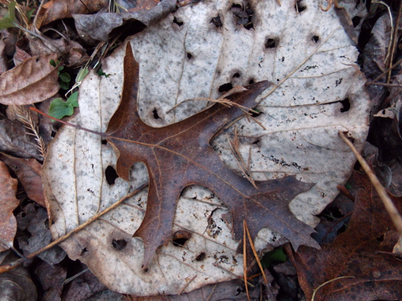 Fallen leaves