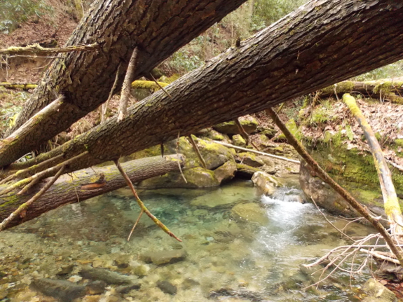 Forest pool