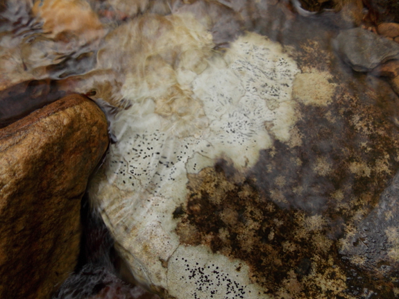 Water on lichens
