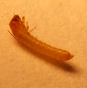 Beetle larva