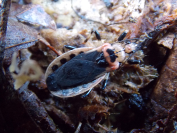 Scarlet-bordered assassin bug