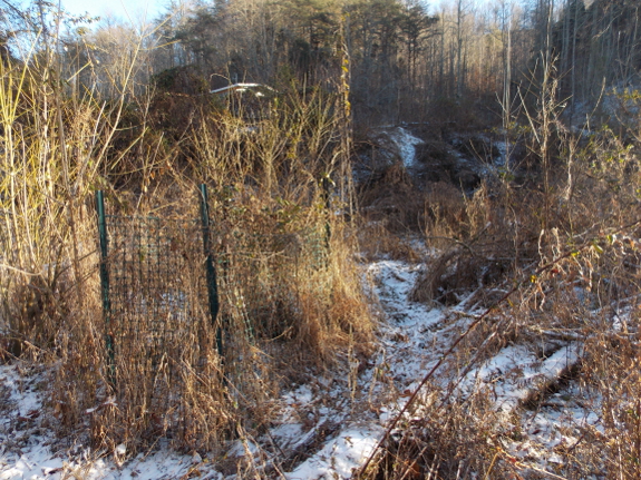 Fruit tree overrun with weeds