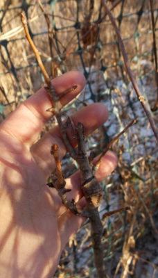 Stunted pear tree