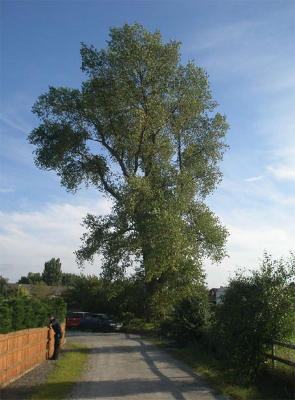 Tree to be pruned