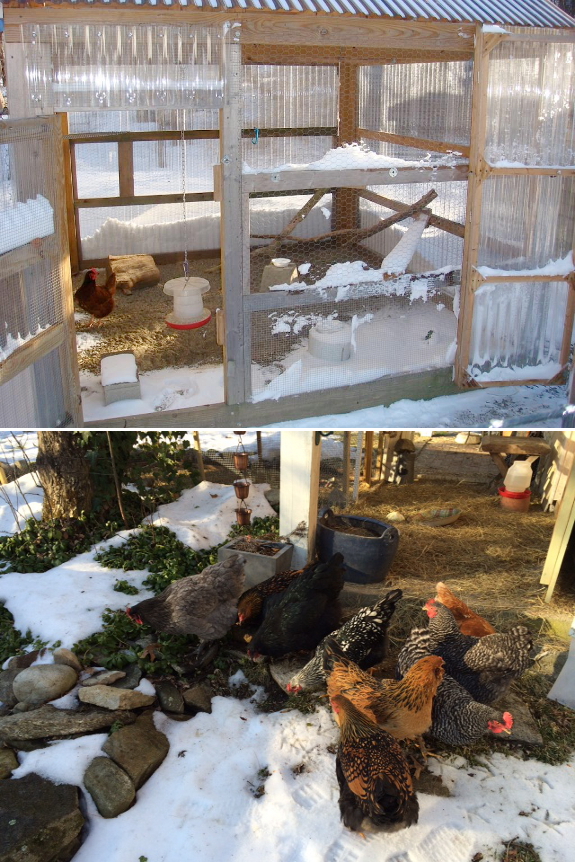 Happy winter chickens