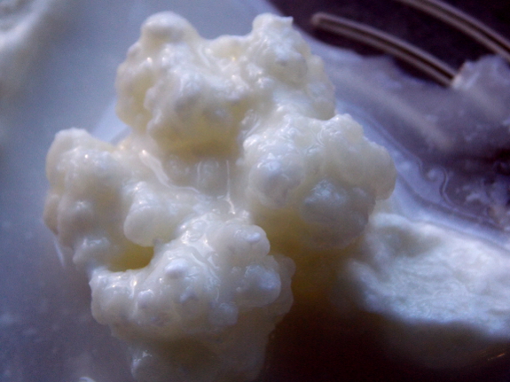 Kefir grains