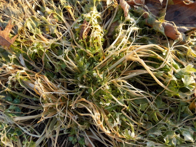 Nipped parsley