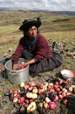 Peruvian potato farmer