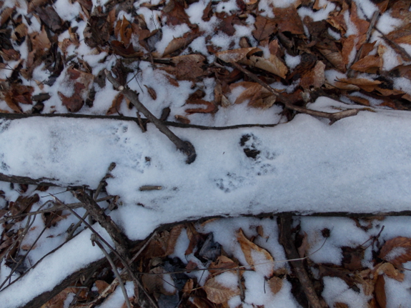 Squirrel tracks