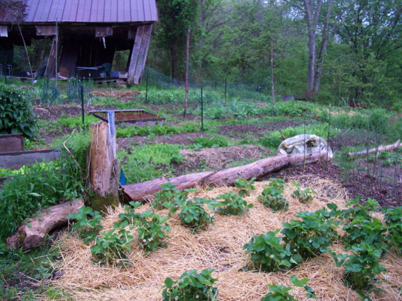 Young vegetable garden