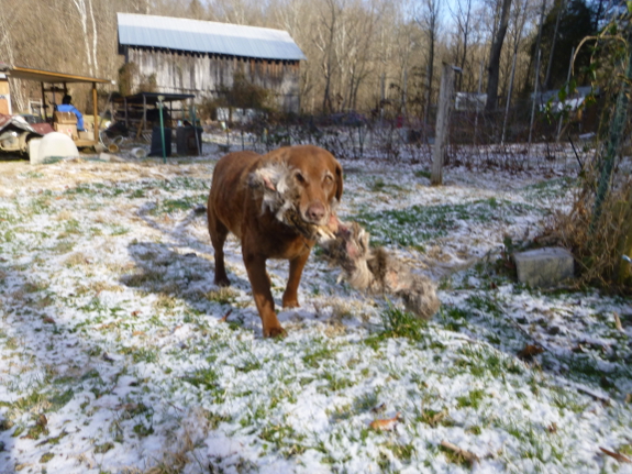 How To Keep Deer Out Of The Garden