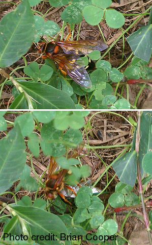 Cicada killer