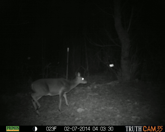 showing images from trail camera that prove the deterrent spooked this deer