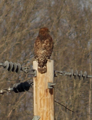 Red-shouldered hawk