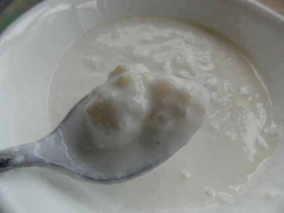 Scooping out kefir grains