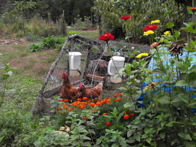 Chicken tractor