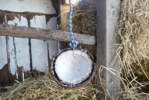 hanging coconut treat for chickens