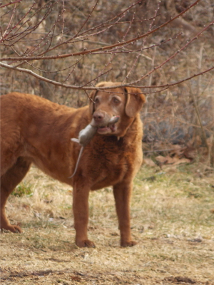 Dog with rat