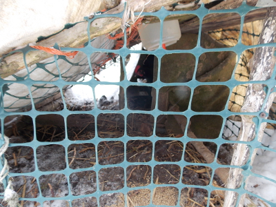 Tarp-covered chicken tractor