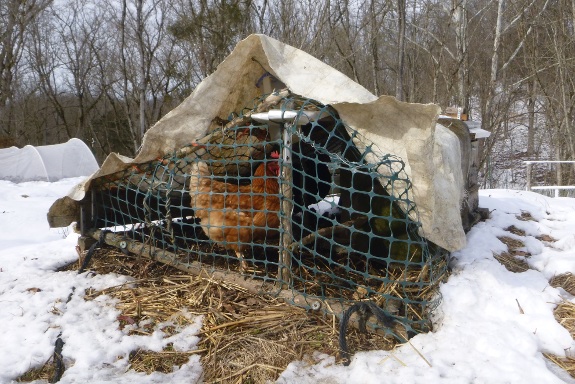 Are chicken tractors still effective in the snow?