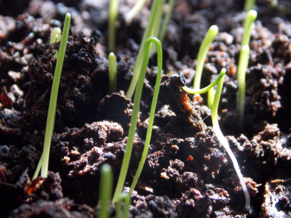 Onion seedlings