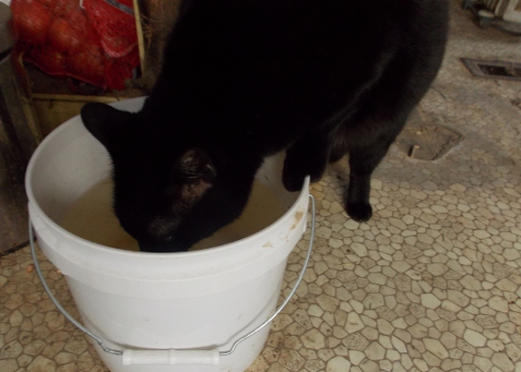 Huckleberry drinking from a 2 gallon bucket