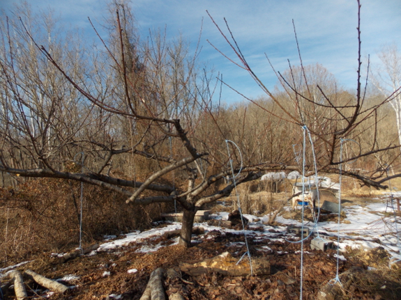 Peach tree after pruning