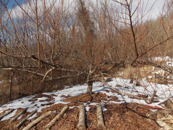 Peach tree before pruning