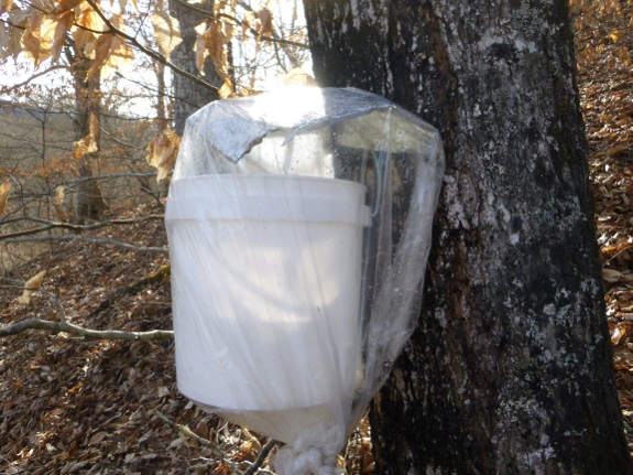 protecting sugar maple spile from rain