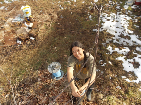 Training an apple tree