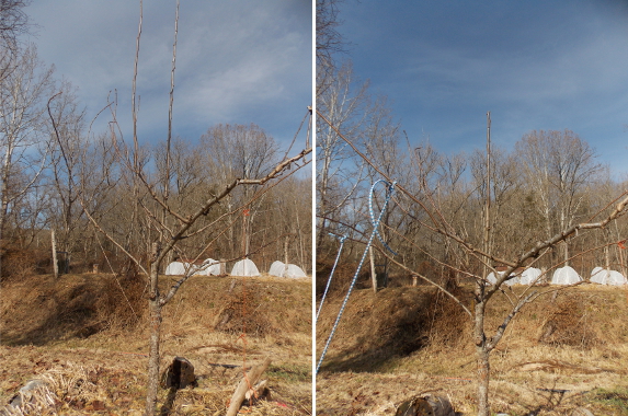 Training a pear tree