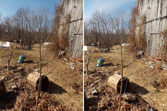 Training a plum tree